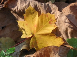 yellow maple leaf