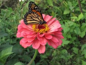 butterfly
