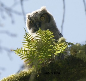 Baby Owlet, by Judy Rose