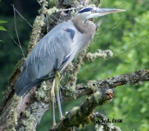 Heron, by Judy Rose
