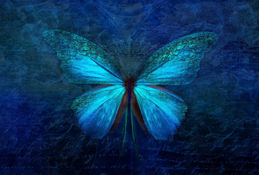 butterfly